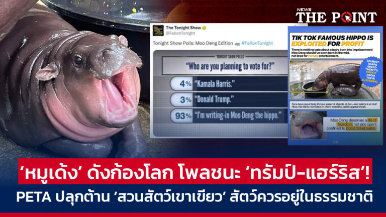 ‘หมูเด้ง’ ดังก้องโลก โพลชนะ ‘ทรัมป์-แฮร์ริส’! PETA ปลุกต้าน ‘สวนสัตว์เขาเขียว’ สัตว์ควรอยู่ในธรรมชาติ